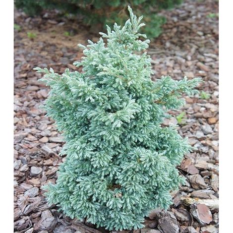CHAMAECYPARIS PISIFERA BABY BLUE (1 PIANTA)