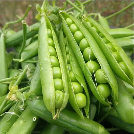 15 sugar snap pea seeds, heirloom organic variety, non-GMO, ideal for gardening.