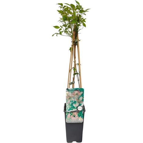 Clematite - Clematis montana Marjorie 70cm