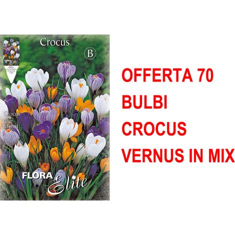 OFFERTA 70 BULBI CROCUS VERNUS MIX BULBS BULBES
