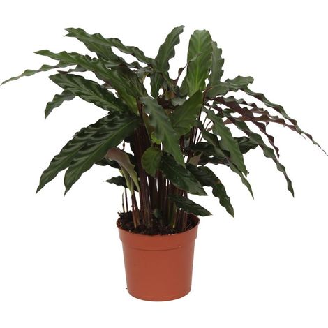 Calathea Elgergrass - Plante Verte d'Intérieur Décorative - Feuilles Ondulées - 70 cm - Ø17 cm - PANGIVO (1/2)