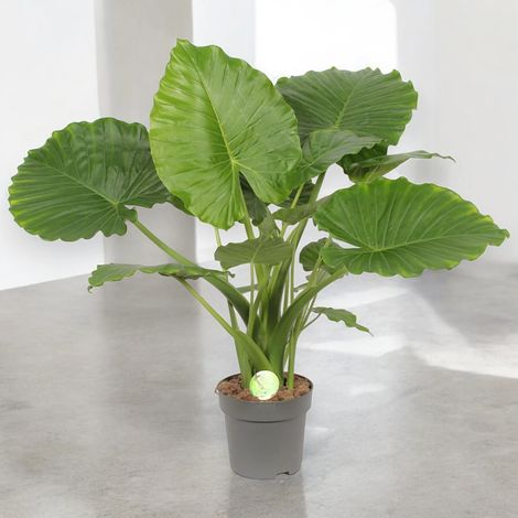 Gardenaria Alocasia gageana - Pianta da interno ornamentale - Altezza: 85 cm (vaso 21) (1/5)