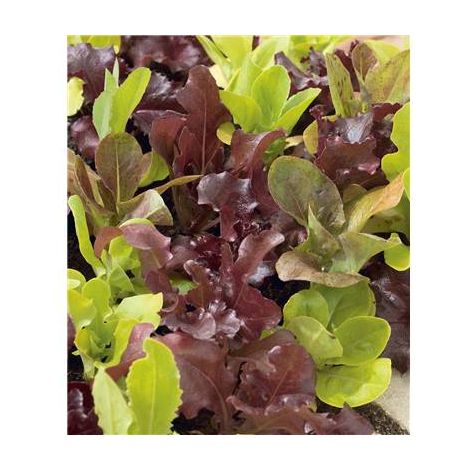 MESCLUN - 3 G - Potager
