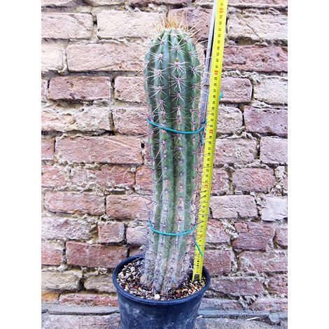 Trichocereus grandiflorus hybrid. spina lunga fiore bianco 50 cm, cactus, pianta grassa