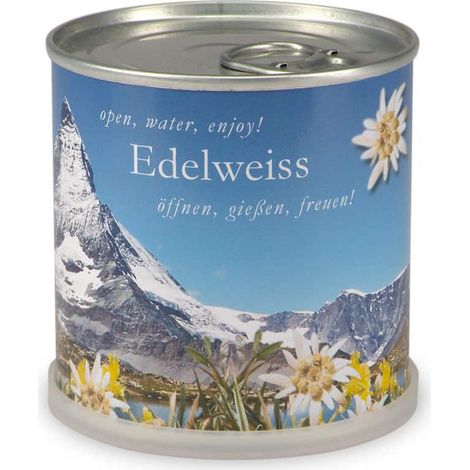 Edelweiss à faire pousser en boite