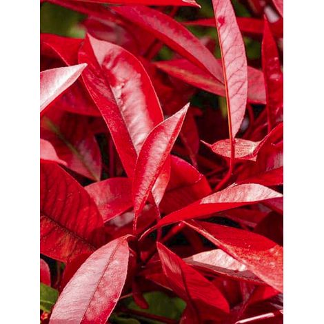 Photinia 'Red Robin Blood' Godet de 8/9 cm (1/2)