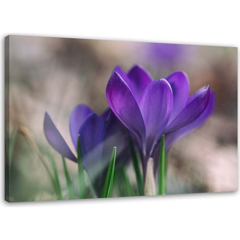Tableau sur toile Crocus Fleurs Nature 60x40 (1/5)