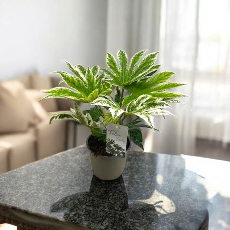 Gardenaria Fatsia japonica variegata (Aralia) - Pianta da interno ornamentale - Altezza: 45 cm (vaso 17)