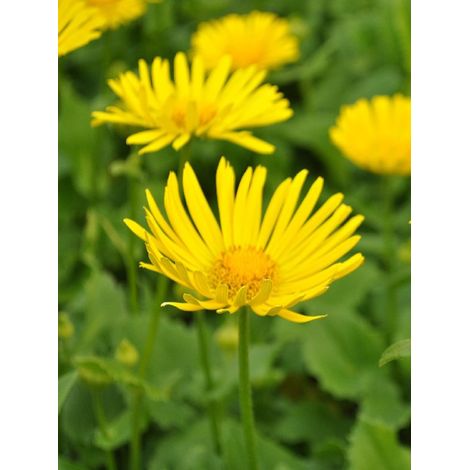 Doronic du Caucase 'Little Leo' Godet de 8/9 cm
