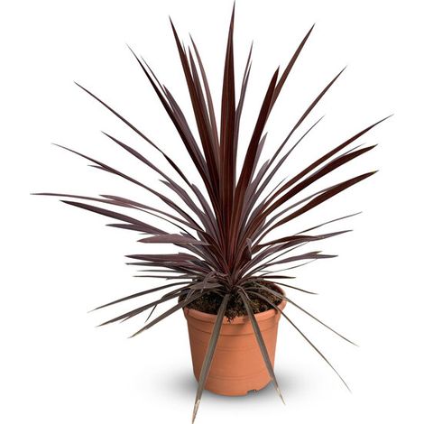 Cordyline australis « Red Star » Lys géant, 100 cm, pot de 10 l,