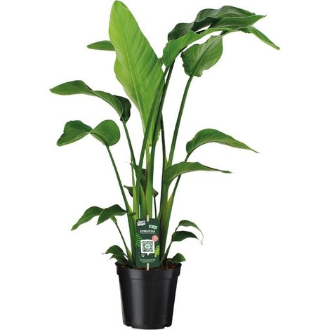Strelitzia Nicolai Plante exotique d’intérieur feuillage vert pot 19 cm hauteur 90 cm - PANGIVO (1/4)