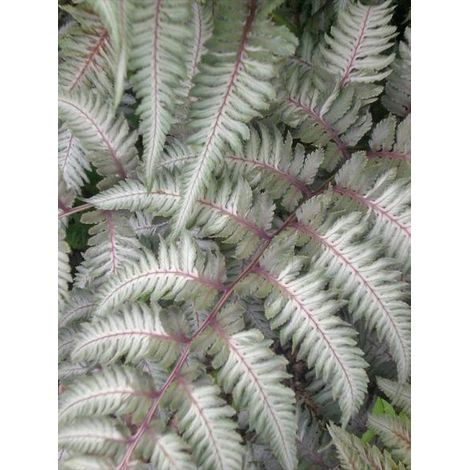 Athyrium niponicum 'Pewter Lace' Godet de 8/9 cm (1/2)