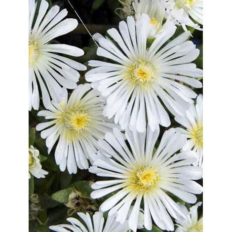 Pourpier 'Wheels of Wonder White' Pot de 2L/3L