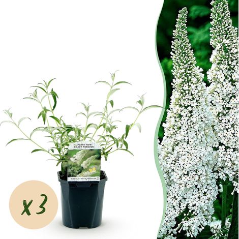 Lot de 3 Arbres aux Papillons Buddleja davidii White Profusion Blanc Rustique Pot 17cm H45cm - PANGIVO (1/5)