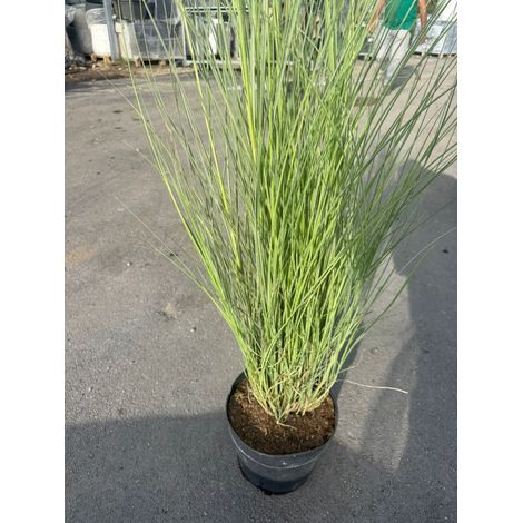 pianta di MISCANTHUS MORNING LIGHT VASO 24 (foto reale)