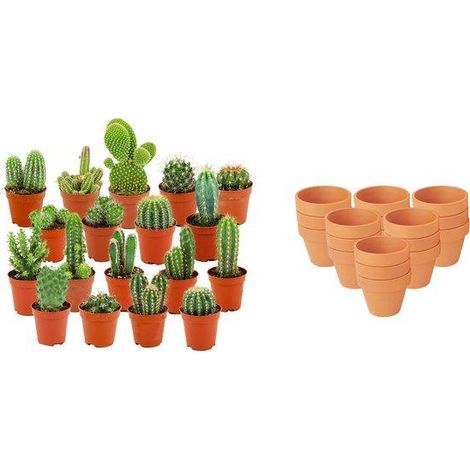 Lot de 18 Mini Cactus Variés en Pots de Terre Cuite Ø 5,5 cm, Hauteur 5-10 cm - PANGIVO (1/4)