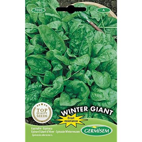 Graines de Épinards 15 g EC7020 Multicolore (1/3)