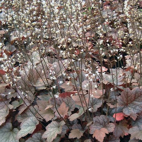 4 x Heucherella 'Quicksilver' - godet 9x9 cm