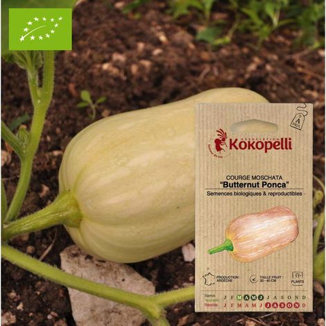 Courge Butternut Ponca- Graines bio à semer