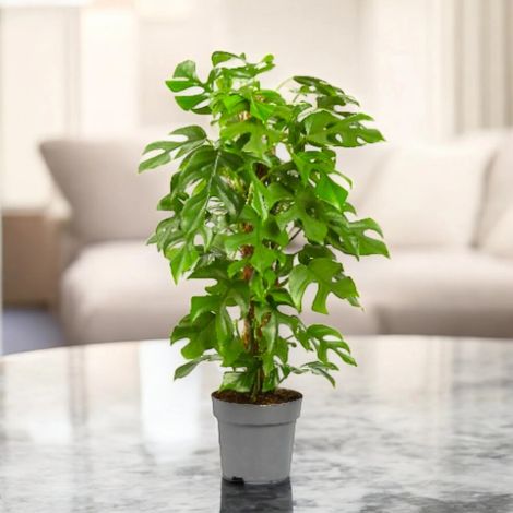Gardenaria Philodendron 'Minima' - Pianta da interno ornamentale - Altezza: 45 cm (vaso 19) (1/5)