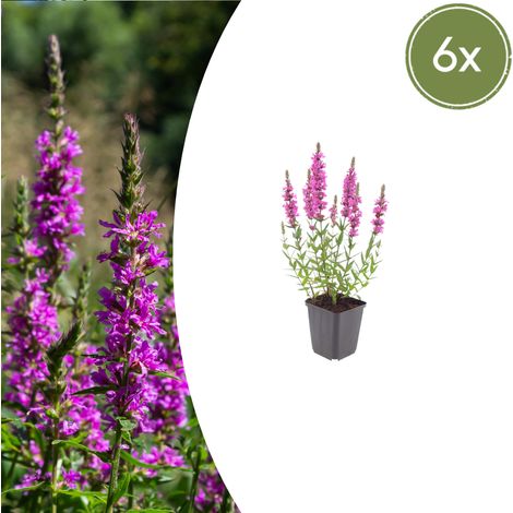 Lot de 6 Salicaires Communes Lythrum salicaria Plantes de Bassin Rose Pourpre H10-25 cm Ø 9 cm - PANGIVO (1/5)