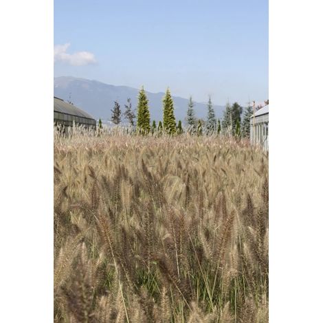 Gardenaria Pennisetum alopecuroides 'Moudry' - Graminacea ornamentale da esterno - Altezza: 40 cm (vaso 17) (1/4)