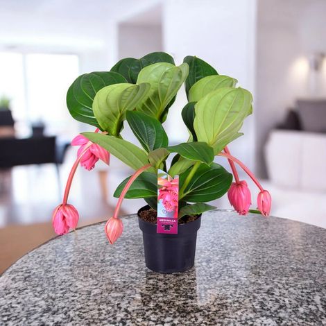 Gardenaria Medinilla magnifica - Pianta da interno ornamentale - Altezza: 50 cm (vaso 17)