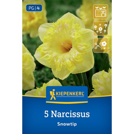 Kiepenkerl Herbstblumenzwiebel Narzissen Snowtip 5 Stück (1/2)