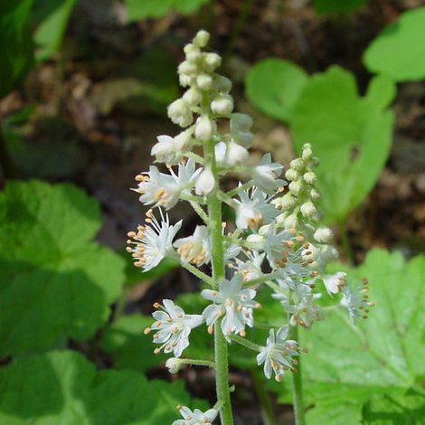 4 x Tiarelle cordifoliée - Tiarella cordifolia  - godet 9x9 cm (1/4)