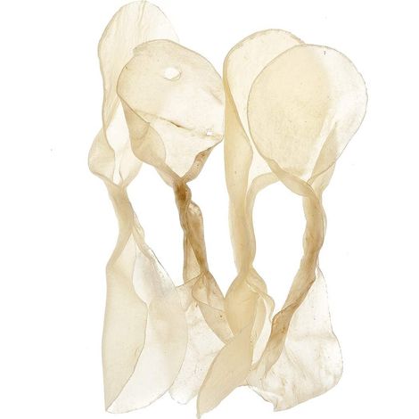 Peau de vache en os en forme de papillon 100% naturel 13 cm