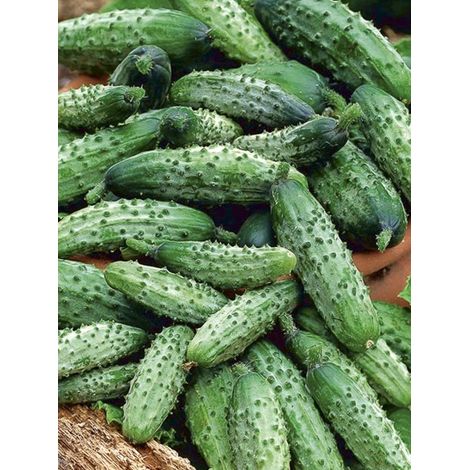 Cornichon 'Regal F1' le sachet de 25 graines (1g)
