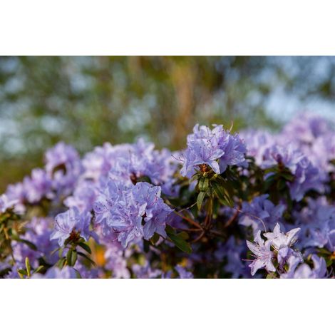 Rhododendron russatum 'Gletschernacht' Rhododendron russatum 'Gletschernacht' C2 15- 20