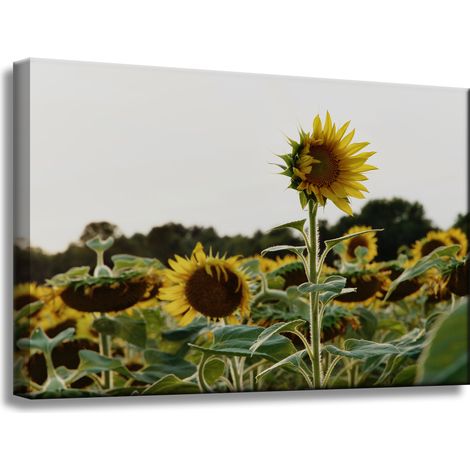 Leinwanddruck Botanik Sonnenblumenfeld 60x40