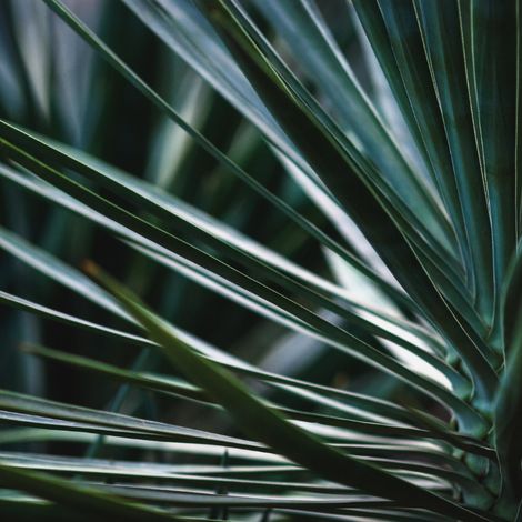 Yucca rostrata Pot 10L (1/2)