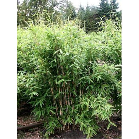 Bambou parapluie 'Jumbo' Pot de 7,5L/10L