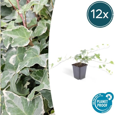 Lot de 12 Lierres Hedera helix 'Glacier' Plante Grimpante et Couvre-Sol H10-25 cm Pot Ø 9 cm - PANGIVO (1/5)