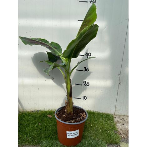 Musa Dwarf Cavendish – Pianta di Banano Nano - Foto Reali H 100cm