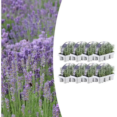 Lavande Vraie Lavandula Angustifolia Parfumée pour Jardin et Balcon - Lot de 48 - Ø 7 cm 15 cm - PANGIVO (1/5)