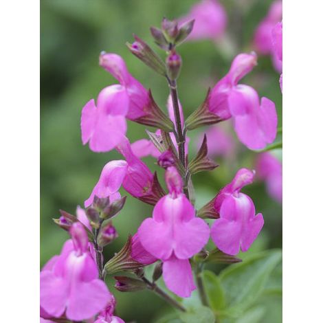 Sauge 'Delice Roselilac' Godet de 8/9 cm (1/2)