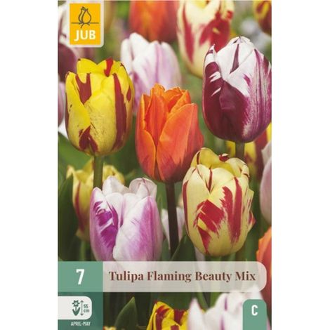 Mix de 7 Tulipes Flaming beauty Multicolore