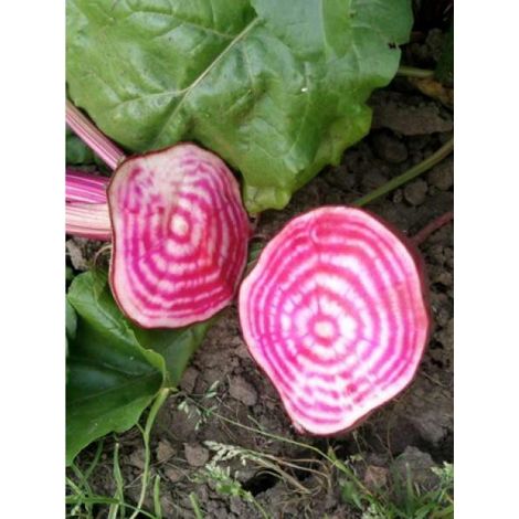 Betterave rouge 'Chioggia' le sachet de 250 graines (6g)