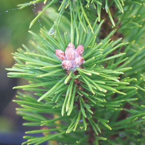 Pin de montagne nain Gnom, Pinus/Pot de 5L - 40/60 cm (1/4)