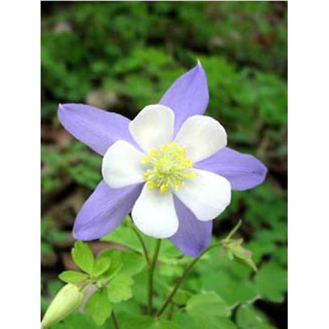 Ancolie 'Bleu Star' Godet de 8/9 cm (1/3)