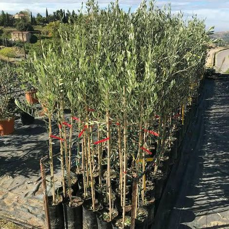 1 plant /tree (approx 1m) - olea europea (tonda iblea) olive