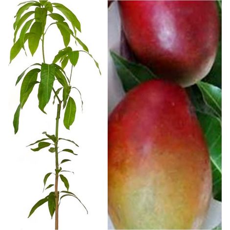 Planta Frutal Mango Palmer Rojo. Frutos Medianos