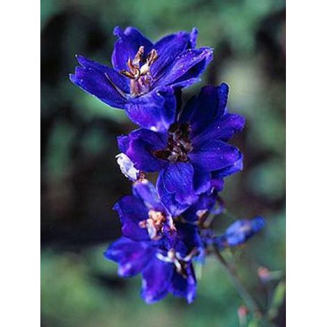 Pied d'Alouette vivace 'Black Knight' Godet de 7/8 cm