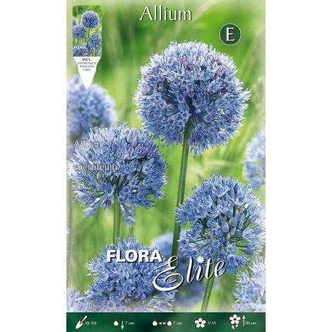 BULBI ALLIUM CAERULEUM (CONFEZIONE 20 BULBI)