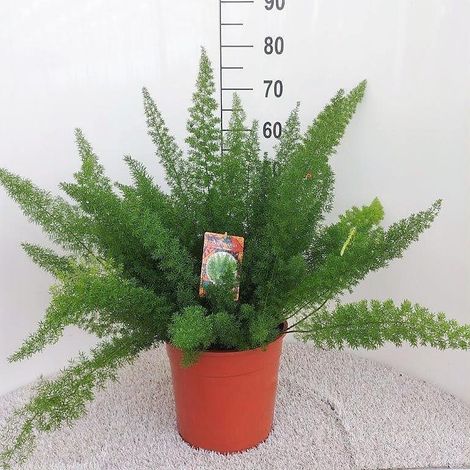Asparagus Meyers Plante d'Intérieur Décorative au Feuillage Plumeux - Ø 27 cm - 60 cm - PANGIVO (1/5)