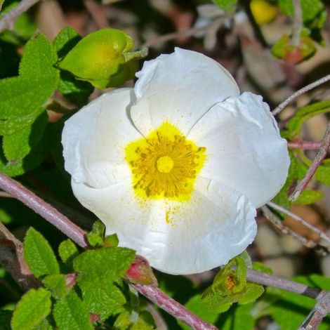 Ciste à feuilles de sauge (Cistus salviifolius) (1/3)
