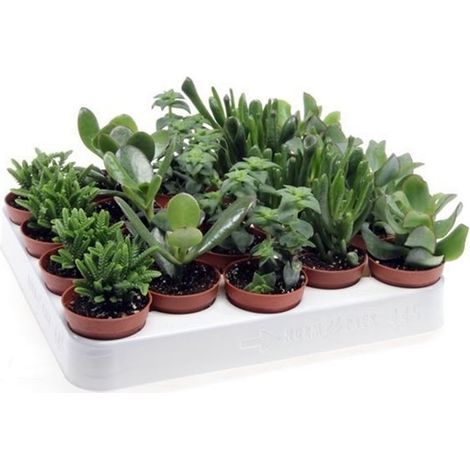 Pack de 20 Plantas Crassula Variado en 5 Especies